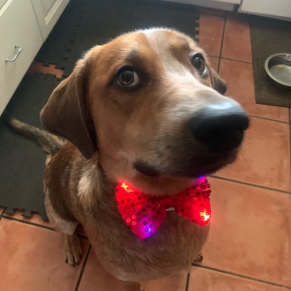 Meet your Posher, Brandon - Picture 2 of 2